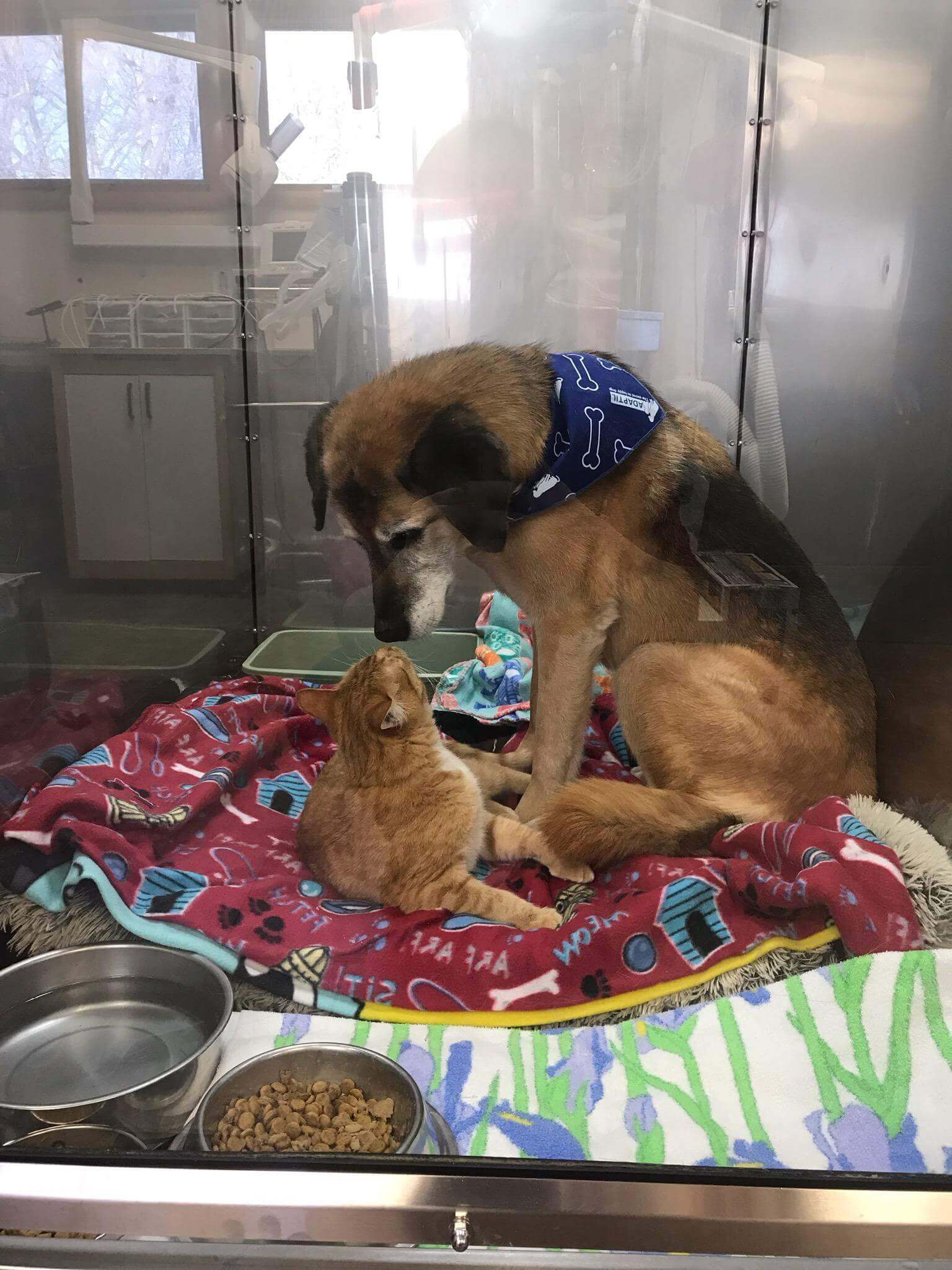 Dog and Cat Board