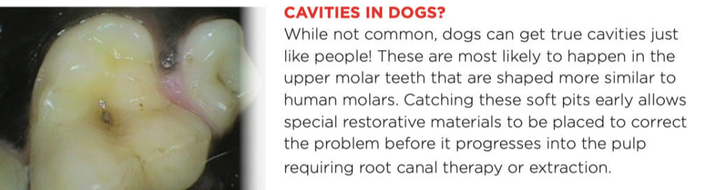cavities_in_dogs_1