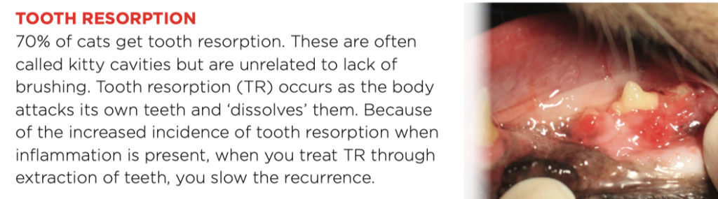 TOOTH RESORPTION