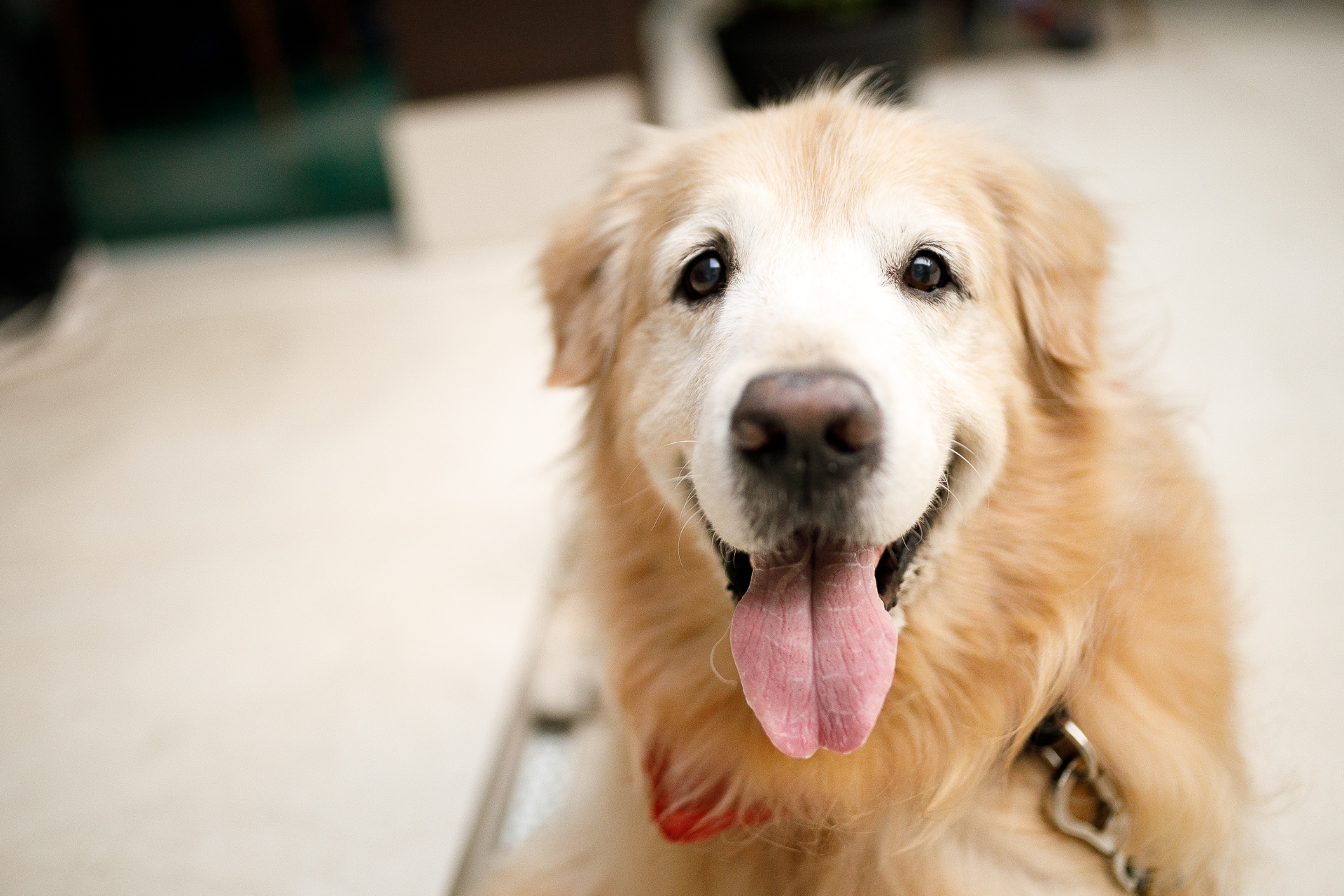 Dog Laser Therapy Treatment Iowa
