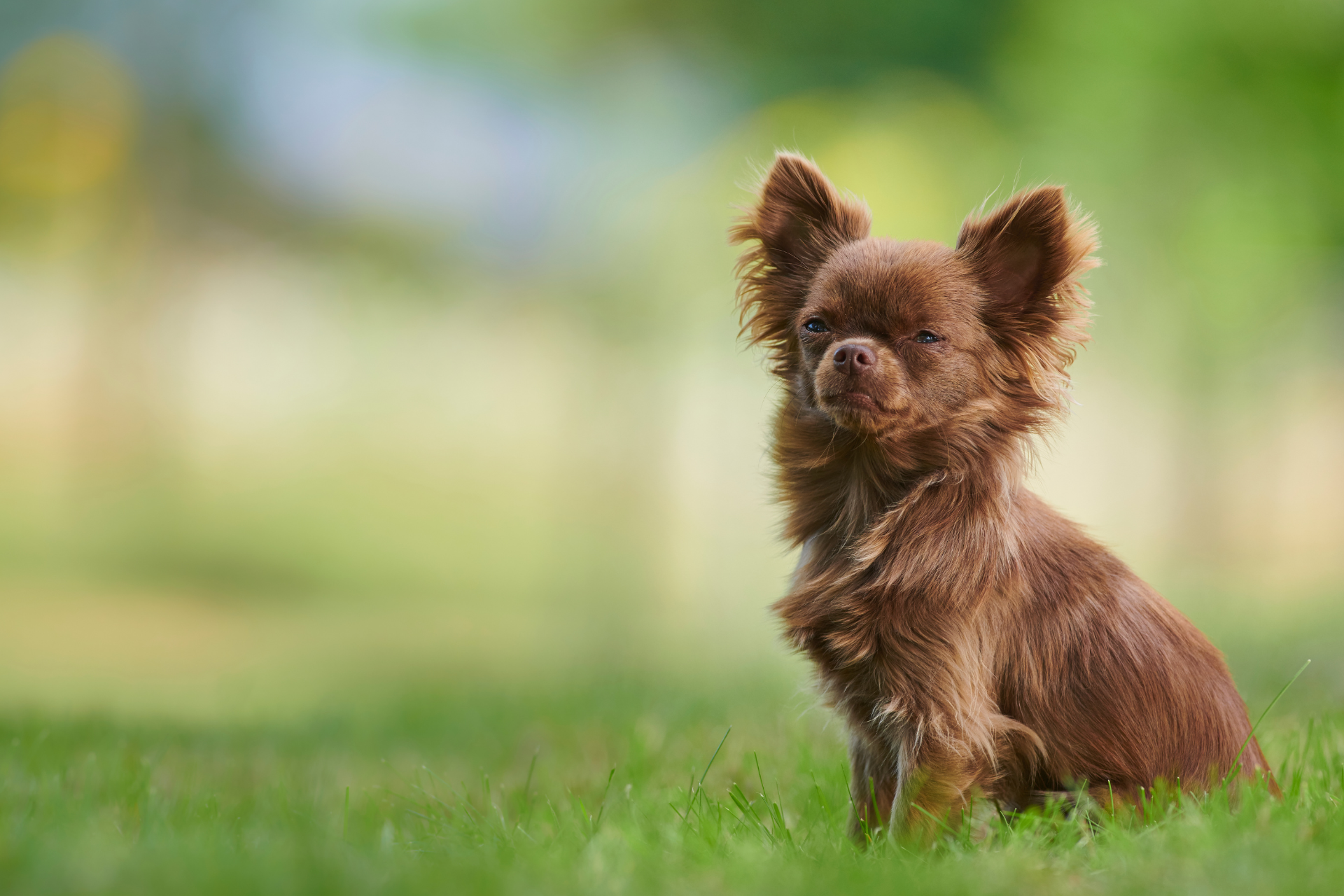 Family Pet Veterinary Centers Iowa