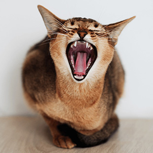 Pet Dental Services in West Des Moines