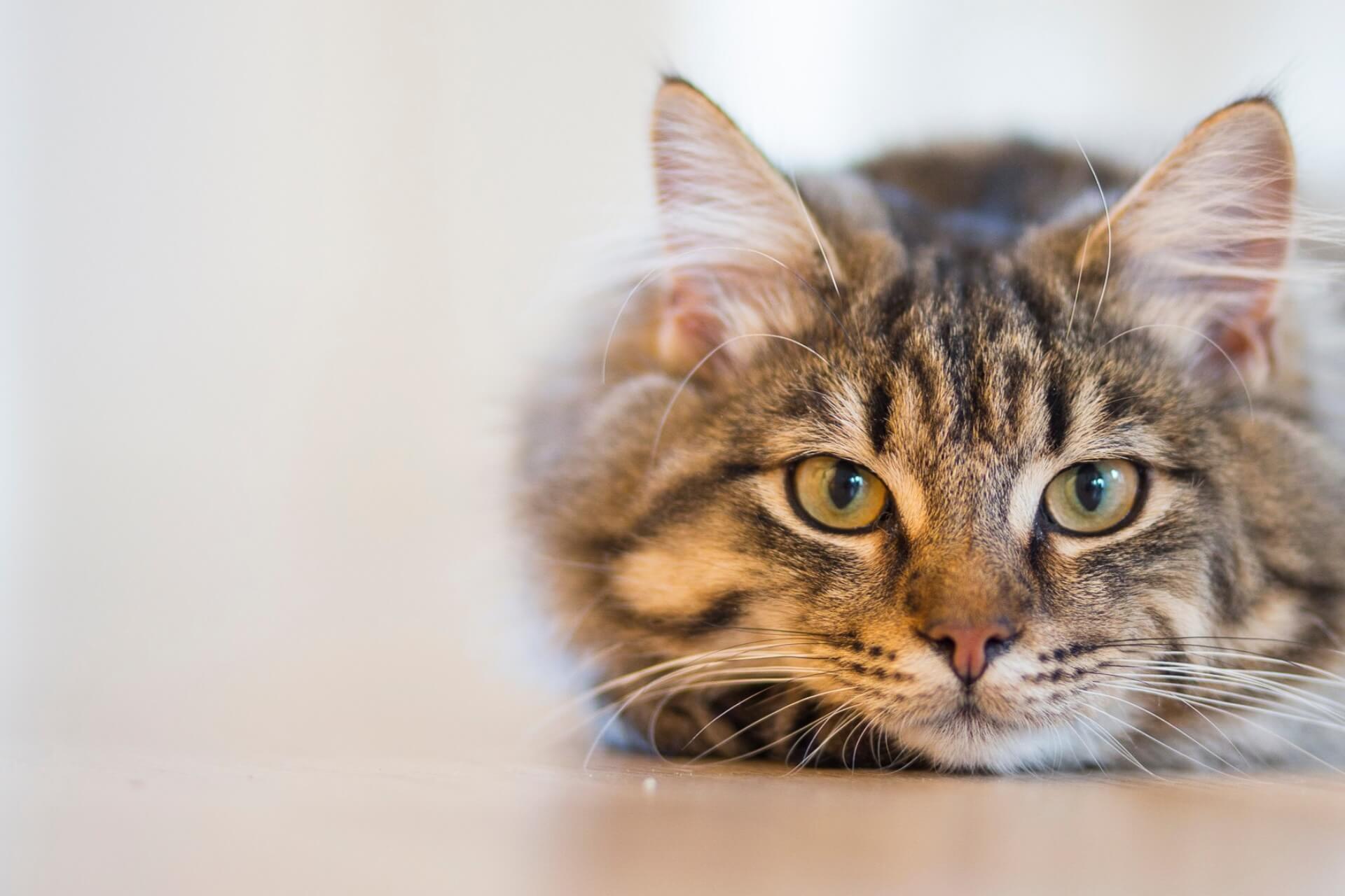 Emergency vet in West Des Moines