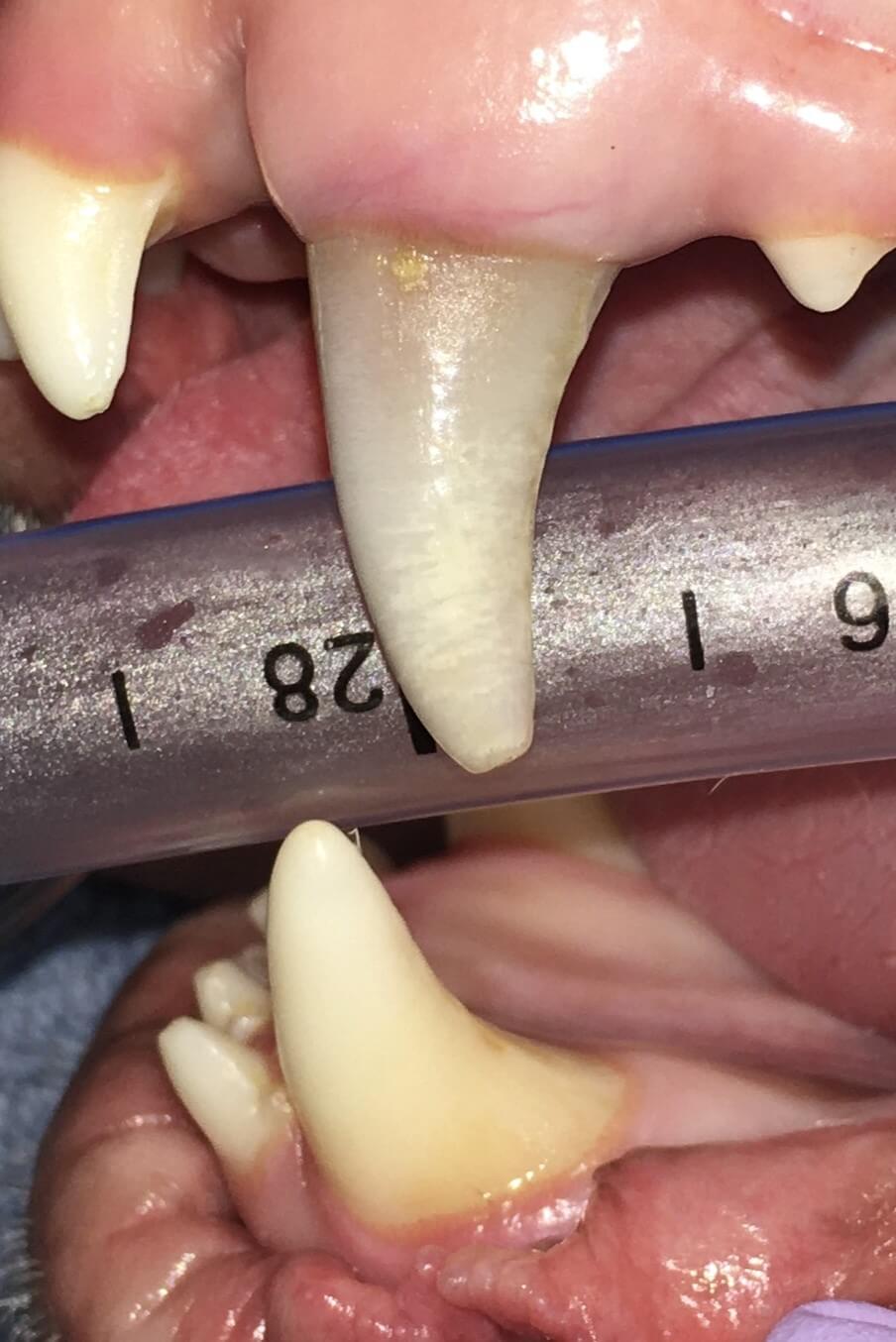 Image of tooth before RCT.