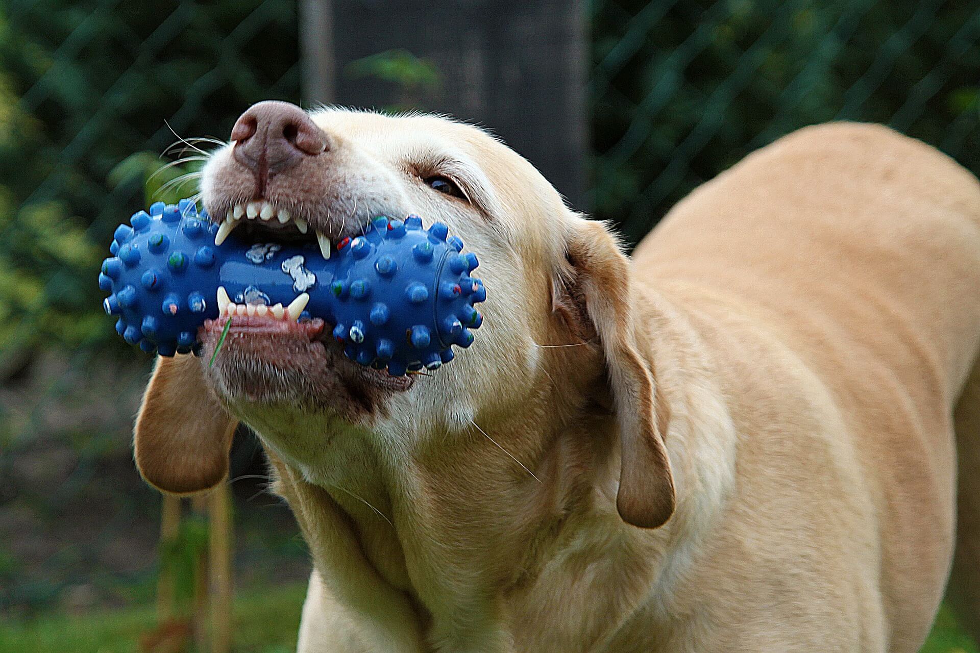 Dog with flexible toy.