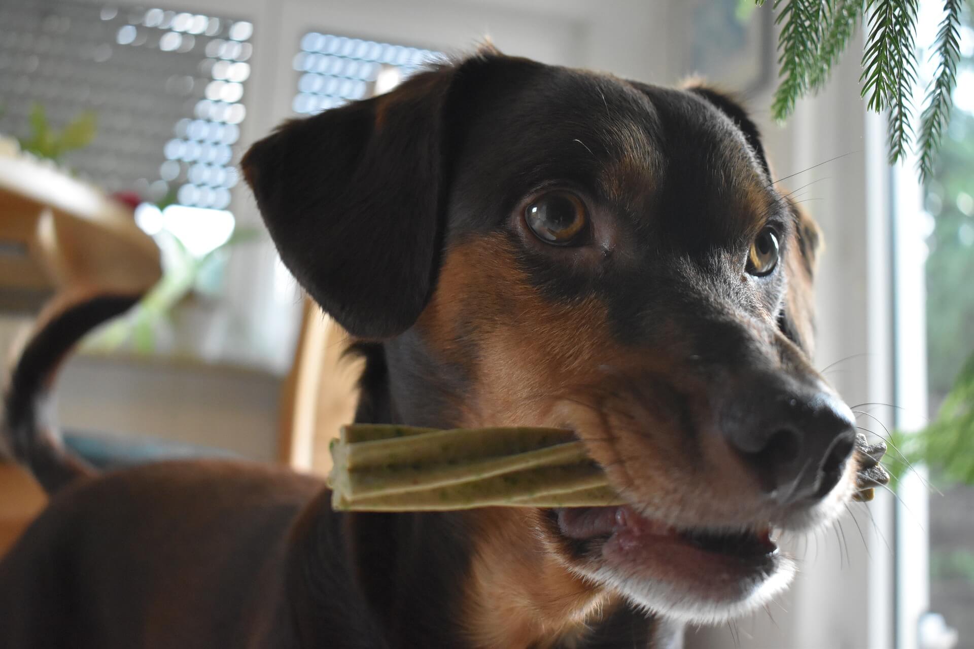 Dog with soft treat.