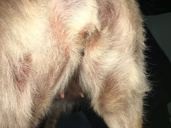 Corn pollen allergy in dogs hotsell