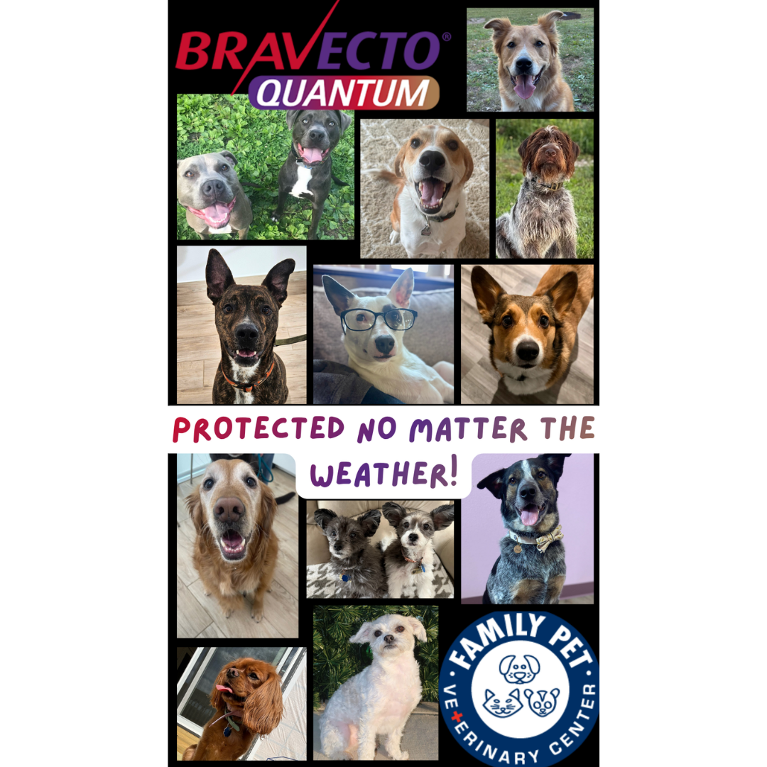 BravectoQuantumFamilyPetVet