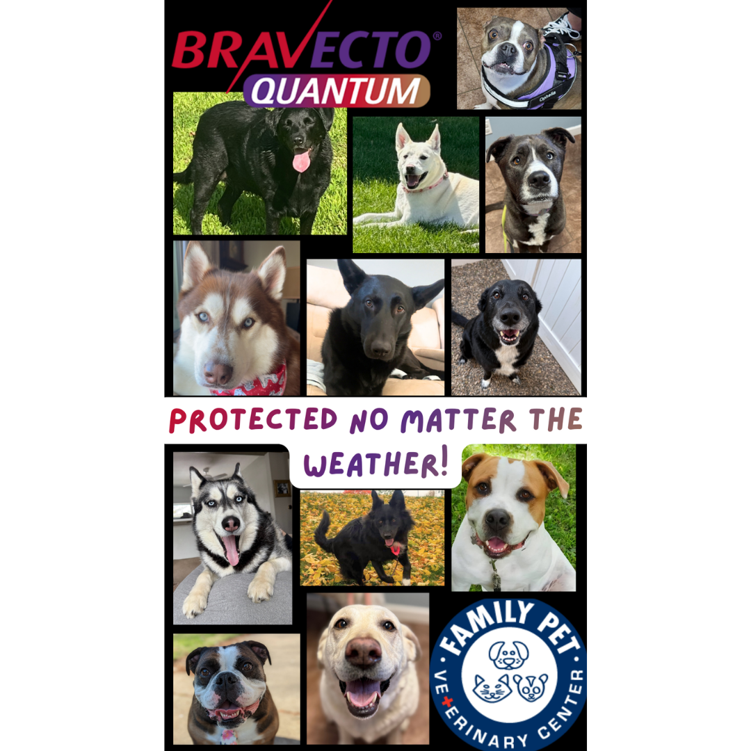BravectoQuantumFamilyPetVet