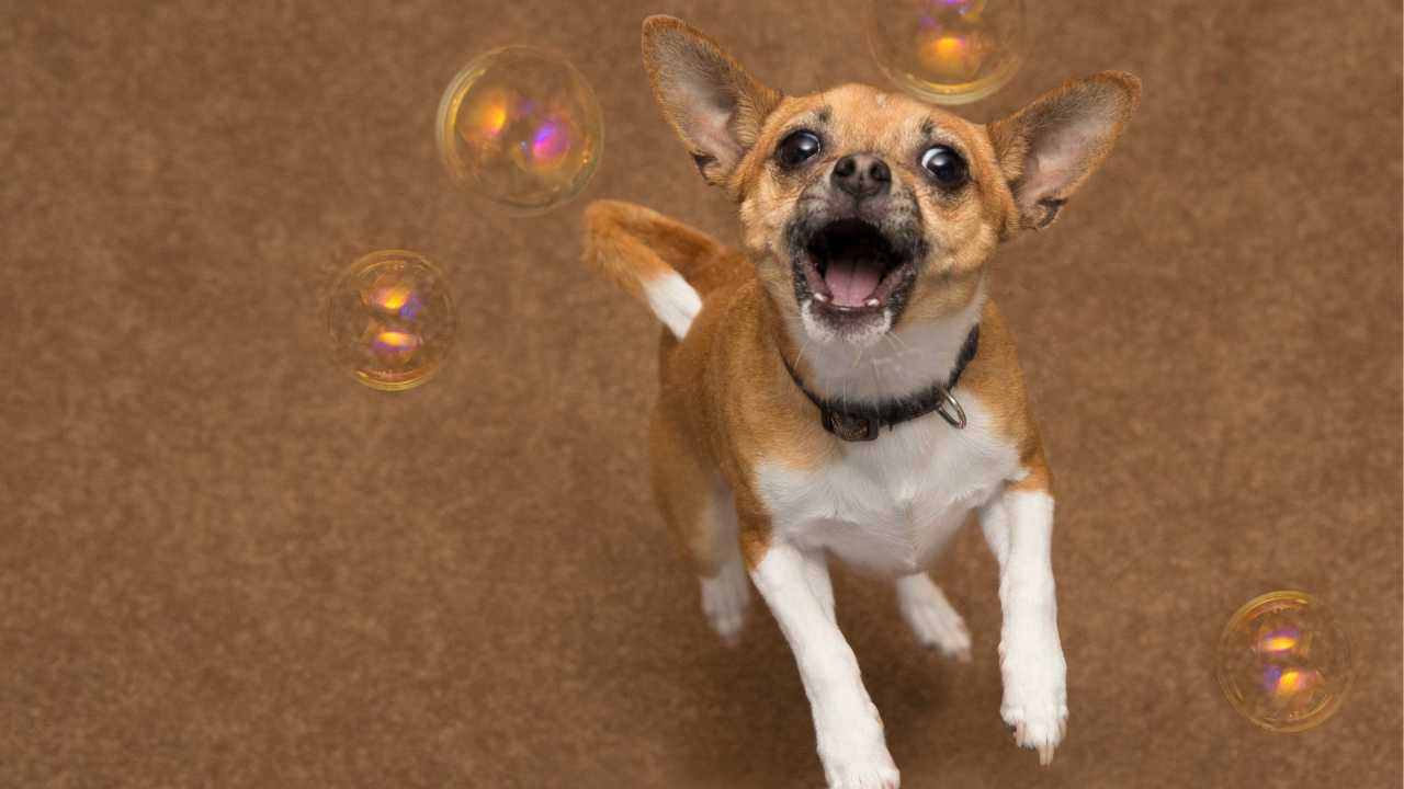 Dog chasing bubbles