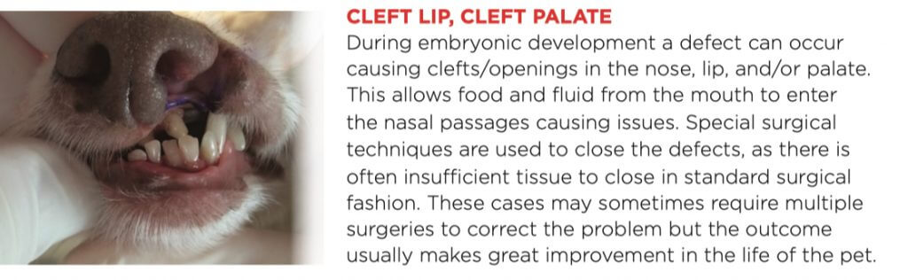 CLEFT LIP, CLEFT PALATE