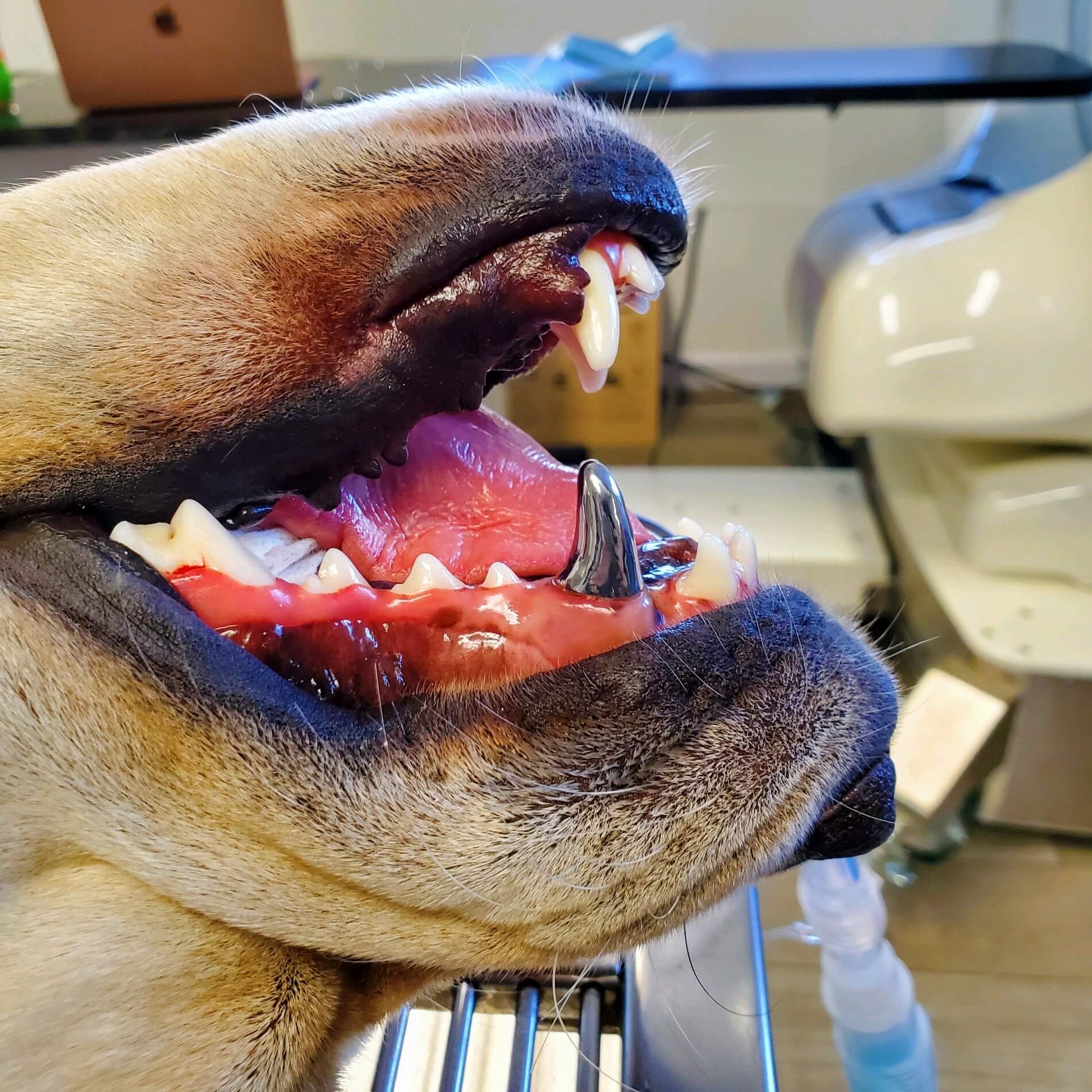 Crown on Dog Dental Animal Dentistry Referral Services