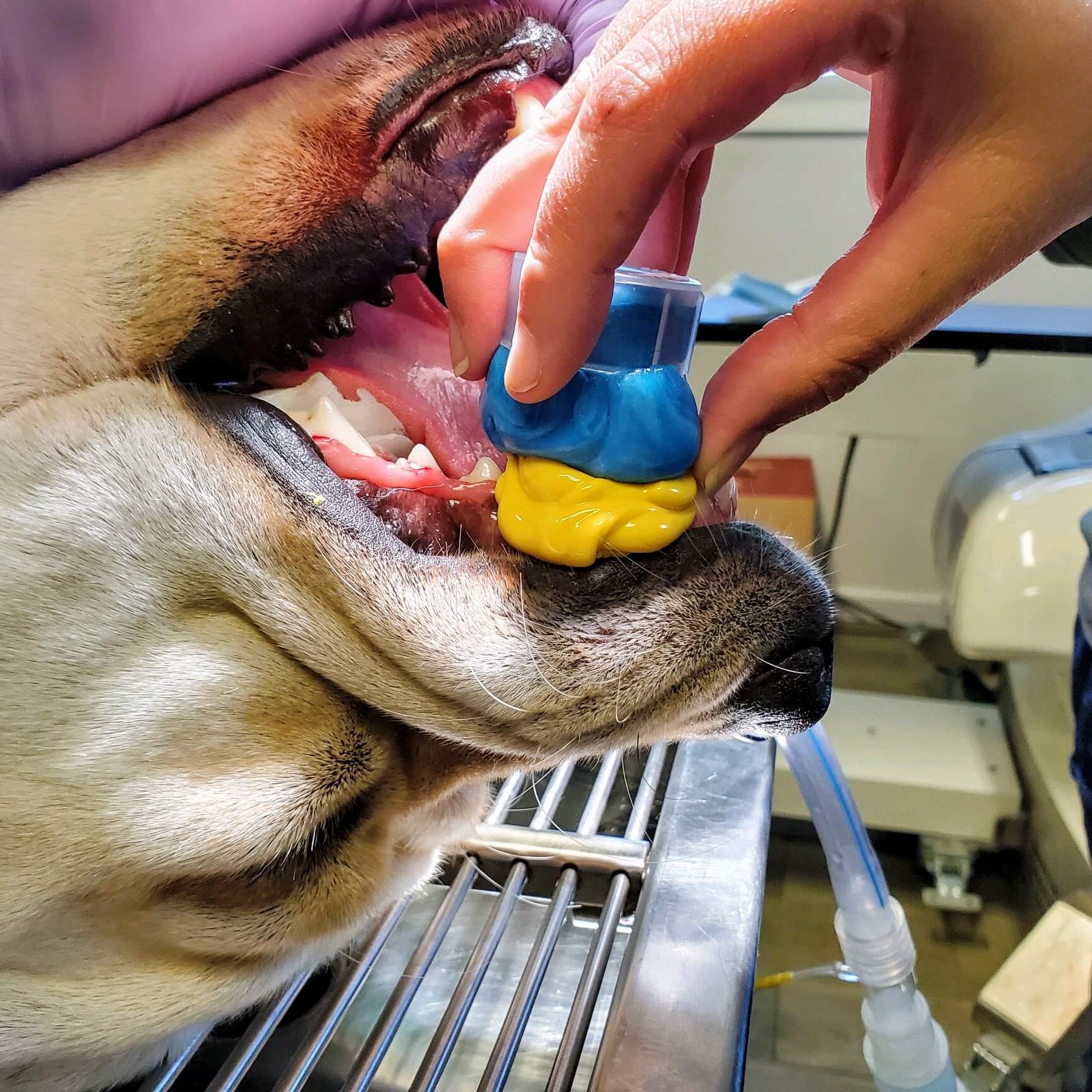 Dog Teeth Dental Animal Dentistry Referral Services
