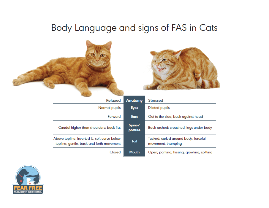 https://www.fampetvet.com/sites/default/files/inline-images/FAS-Cats.png