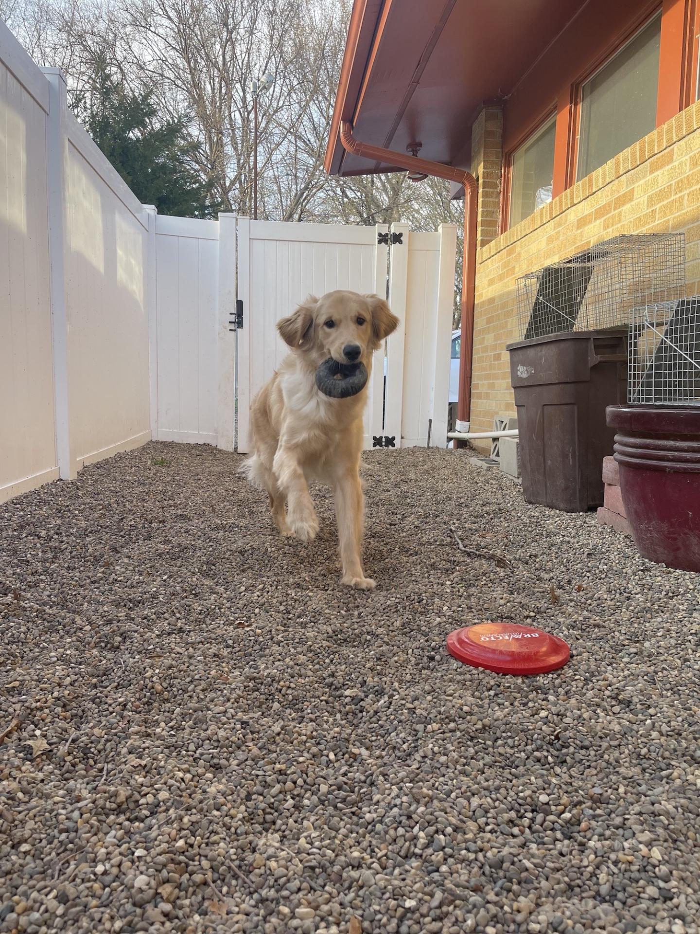 Golden Retriever Boarding