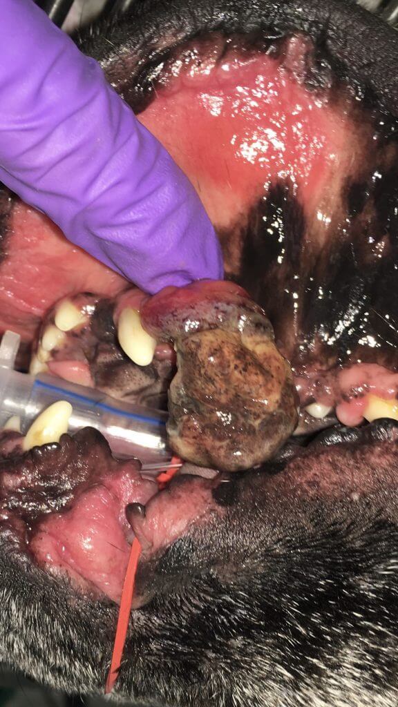 ORAL TUMORS