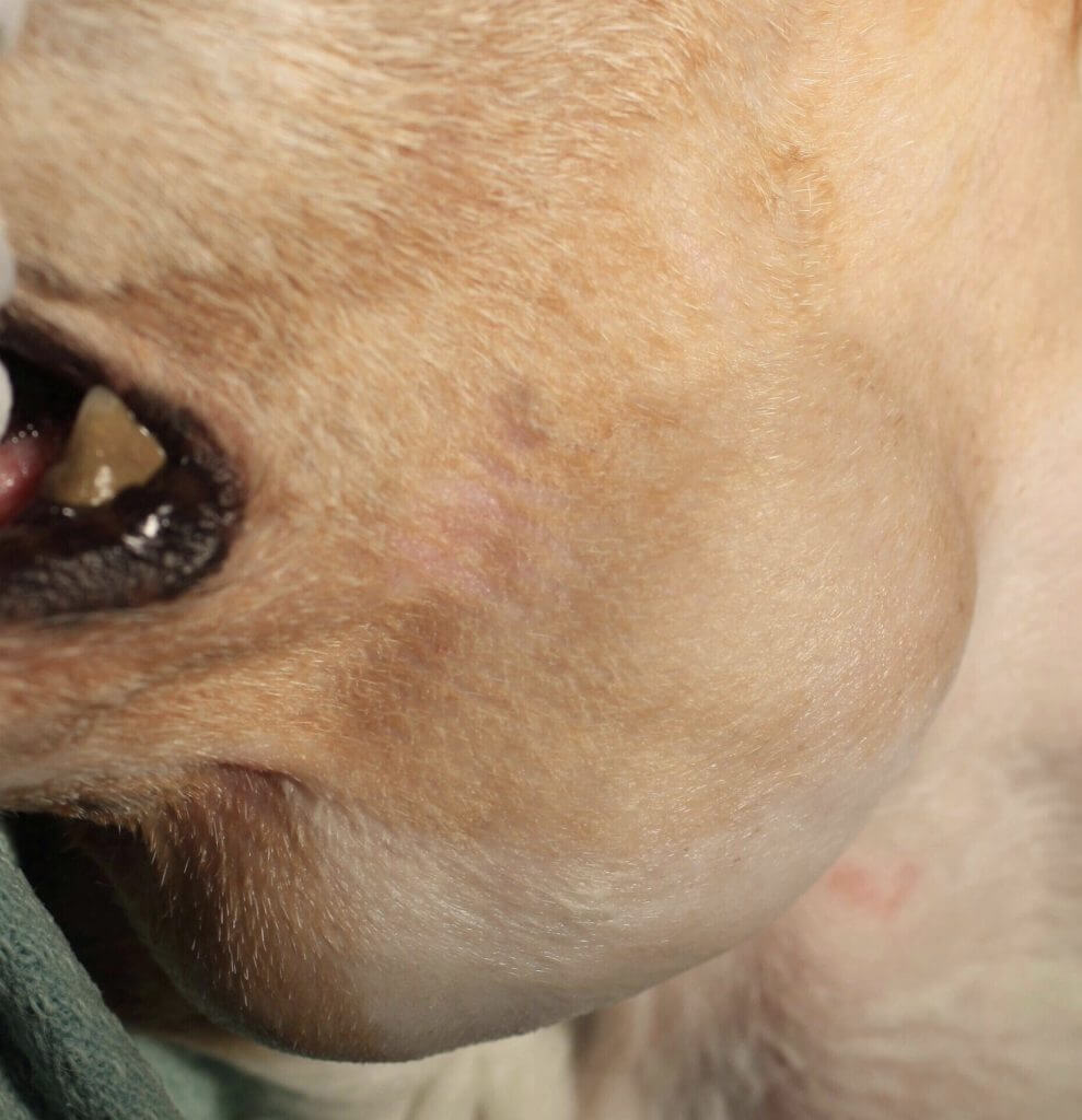 How Do You Treat A Dogs Swollen Salivary Glands