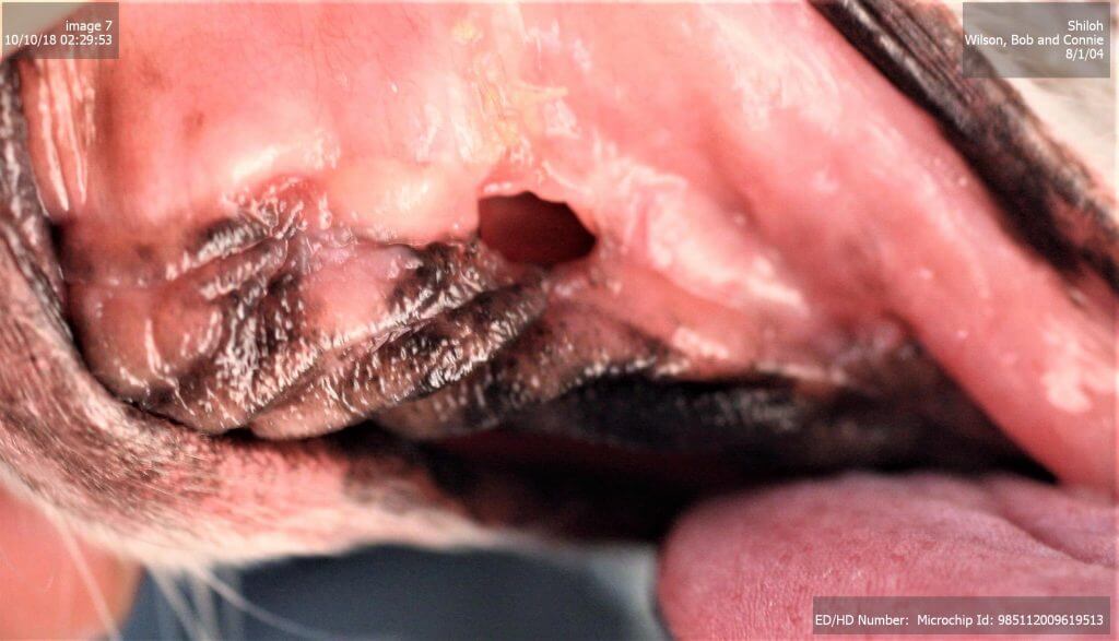 SPECIAL FLAPS AND ORAL NASAL FISTULAS