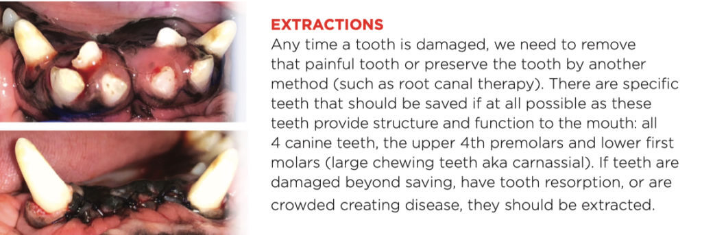 Tooth Extraction Animal Dentistry Referral Services