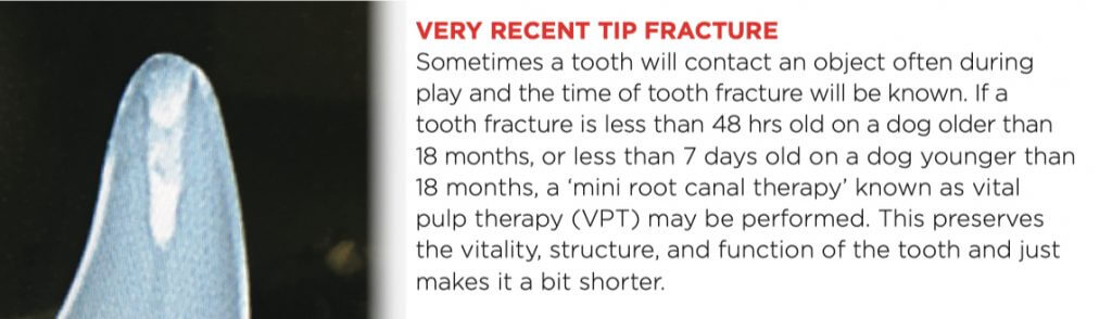 VERY RECENT TIP FRACTURE