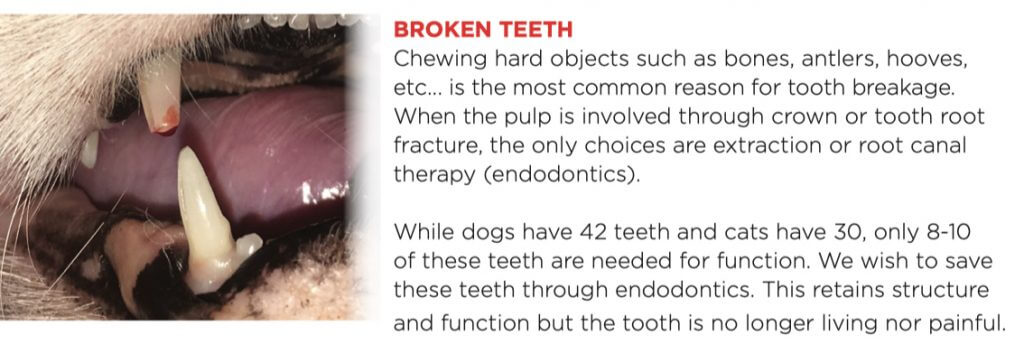 Broken teeth