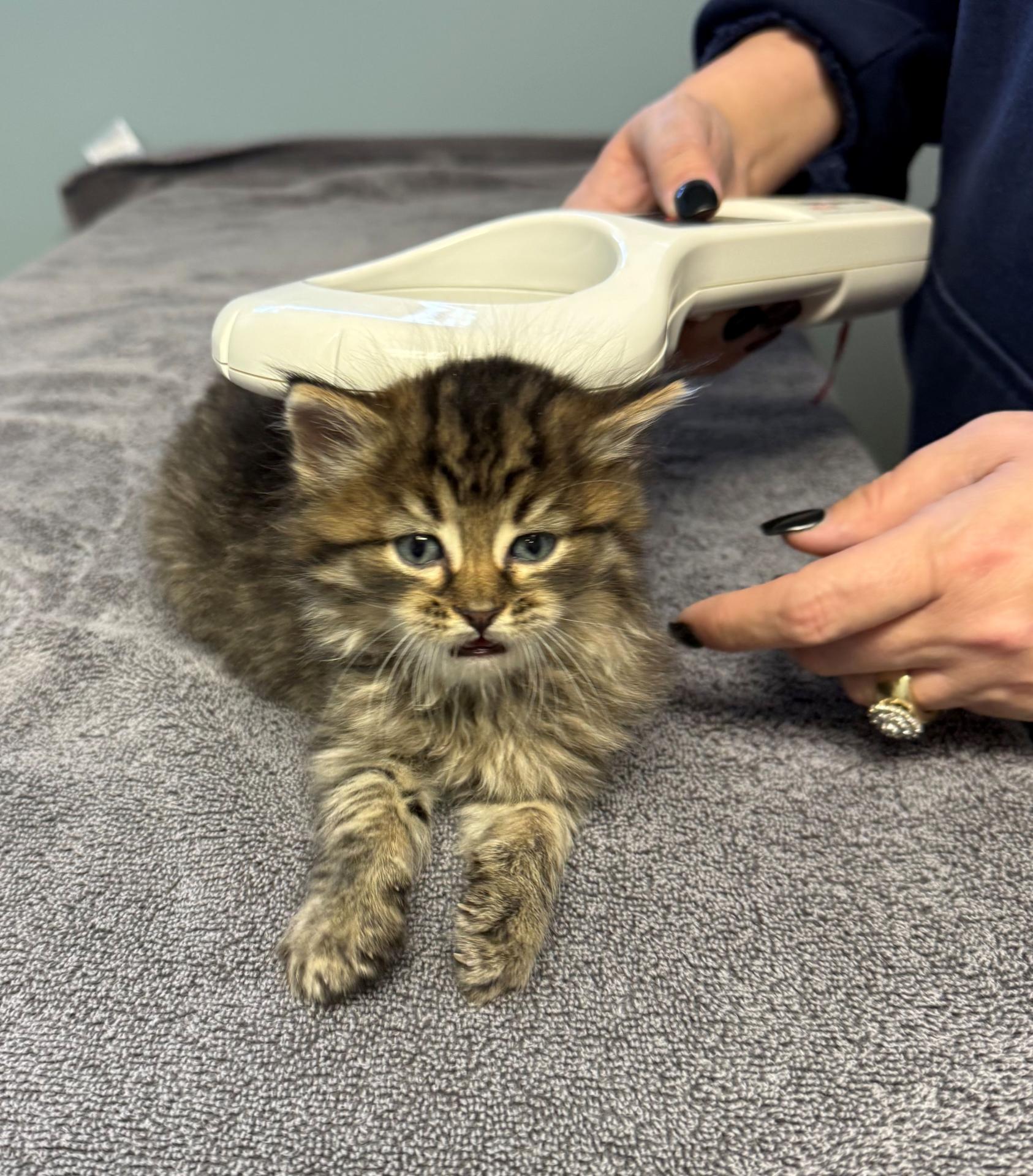 catmicrochipscan