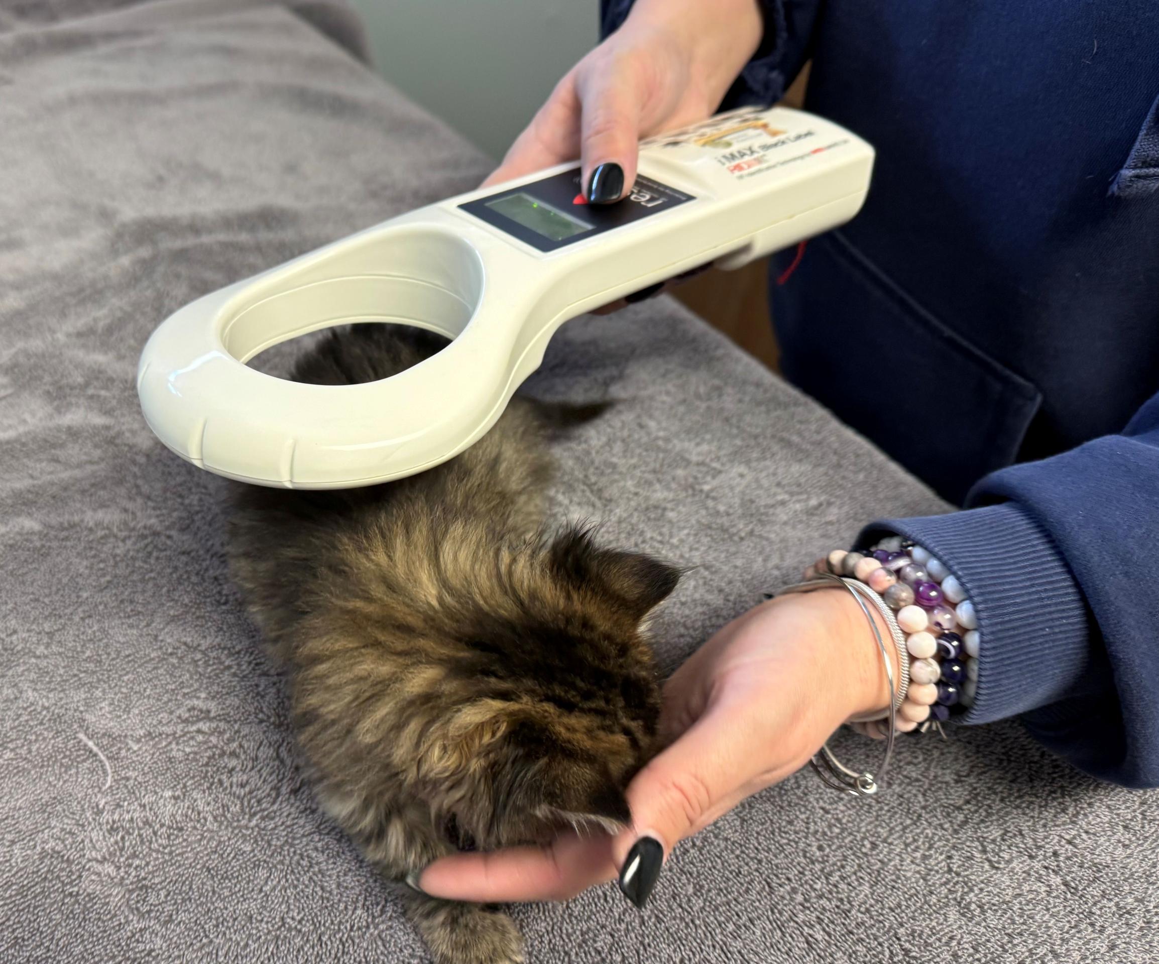 catmicrochipscan2