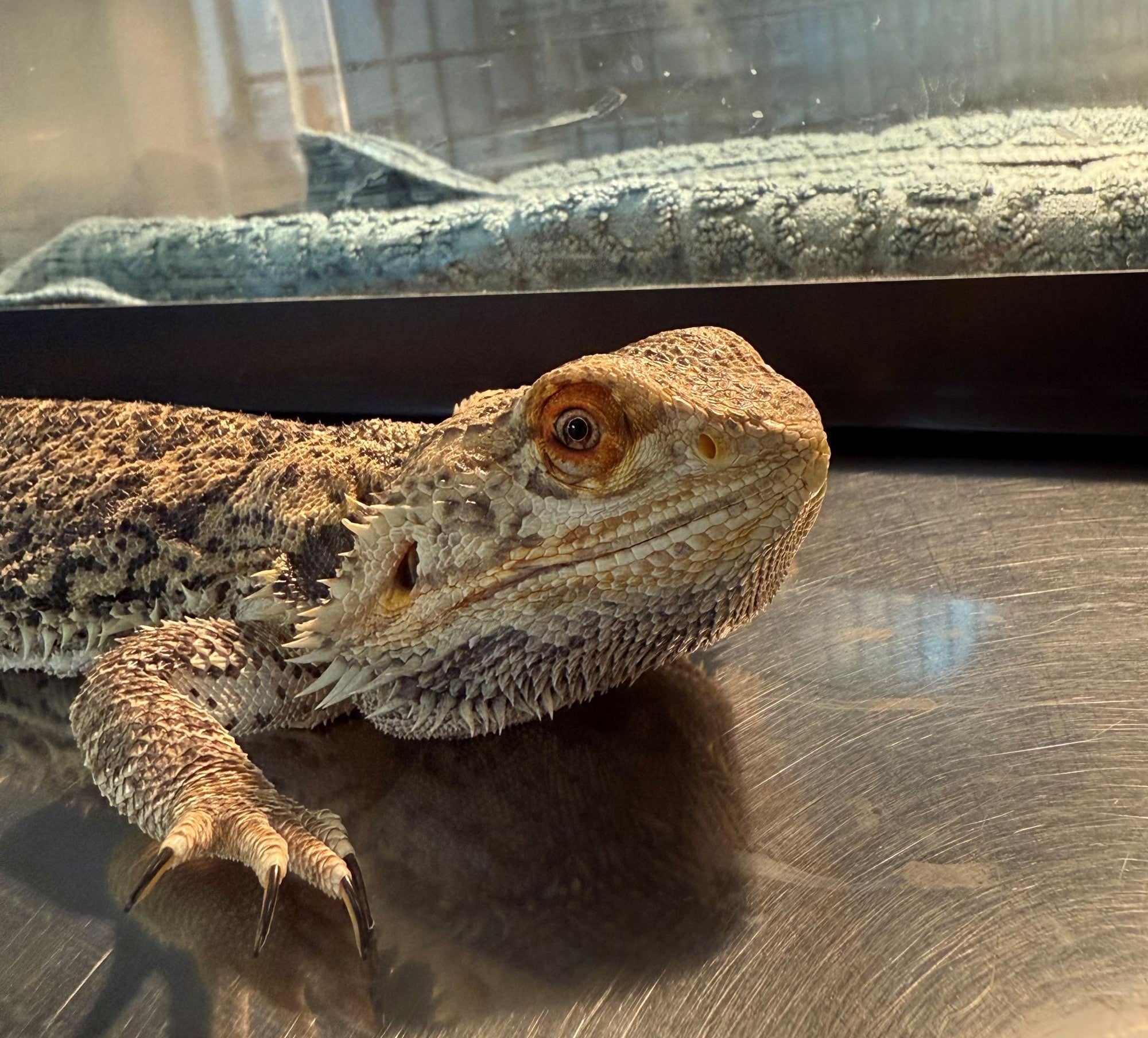 familypetvetexotics4