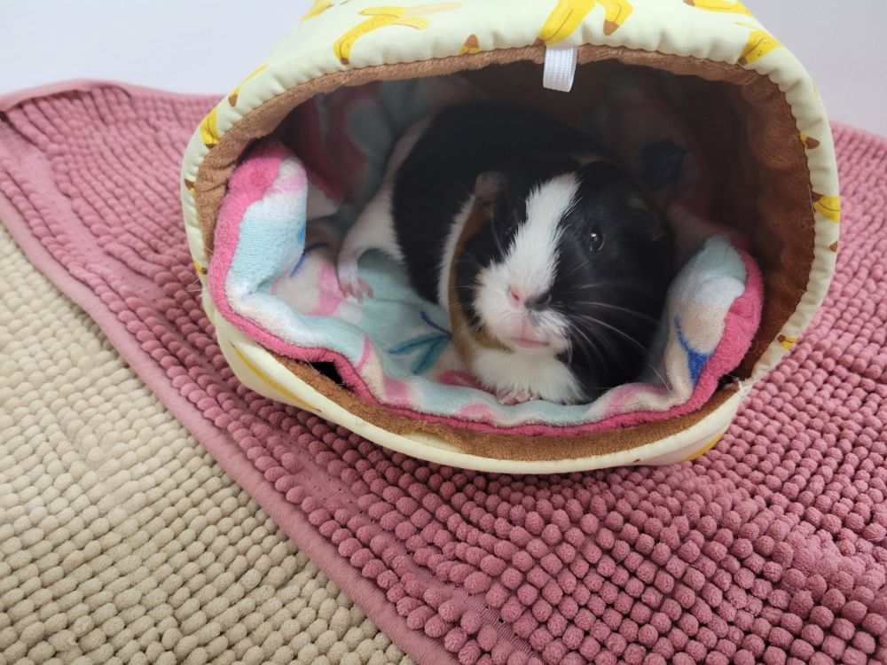 pocketpetfamilypetvet