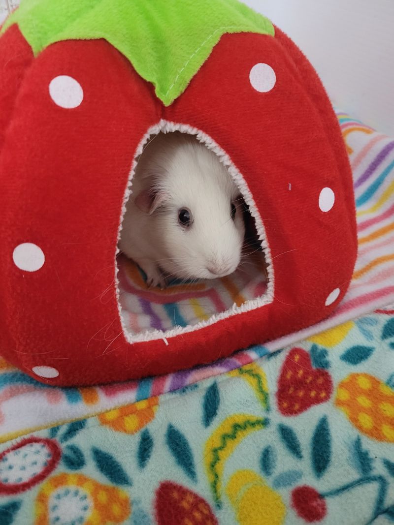 pocketpetfamilypetvet