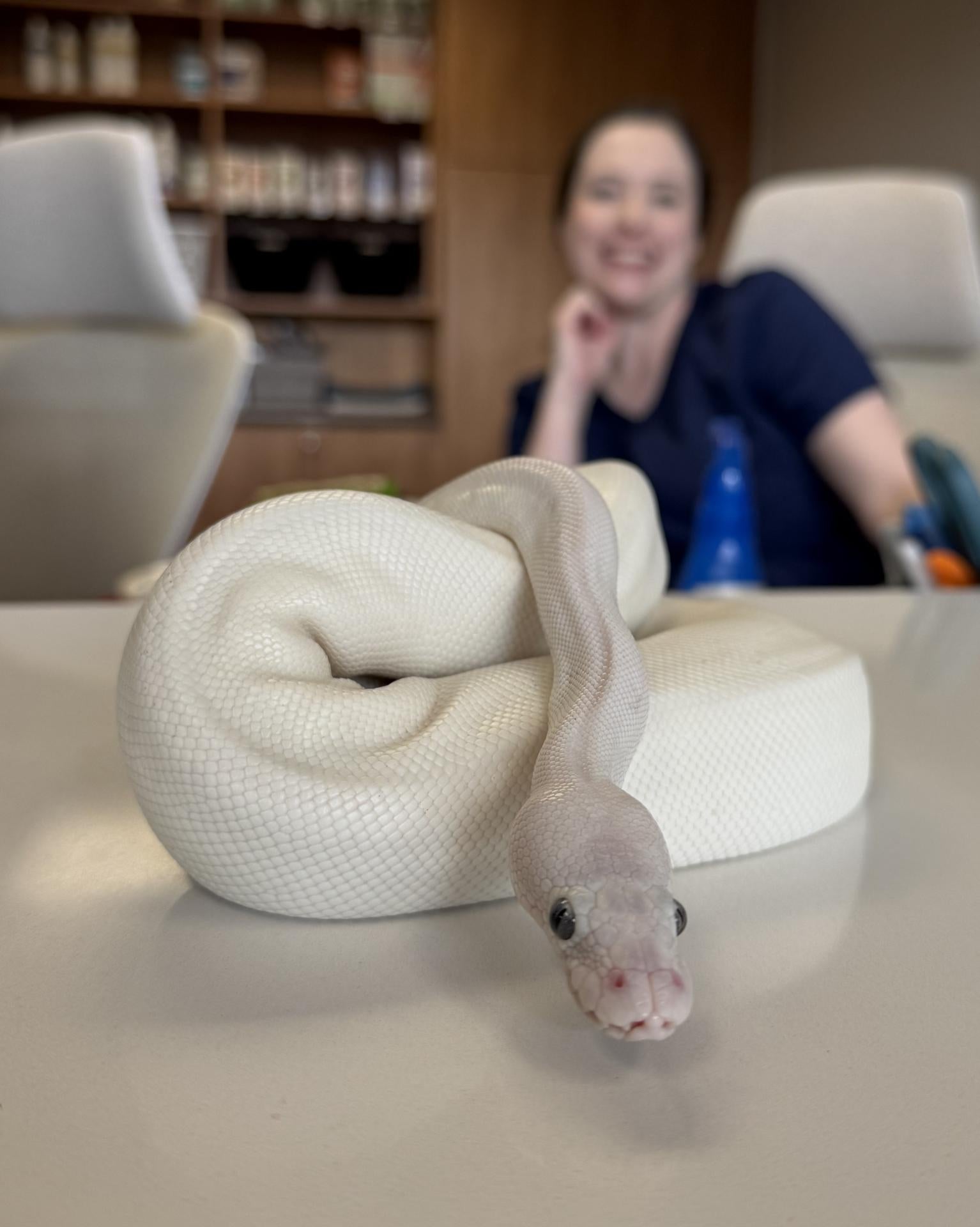 snakefamilypetvet
