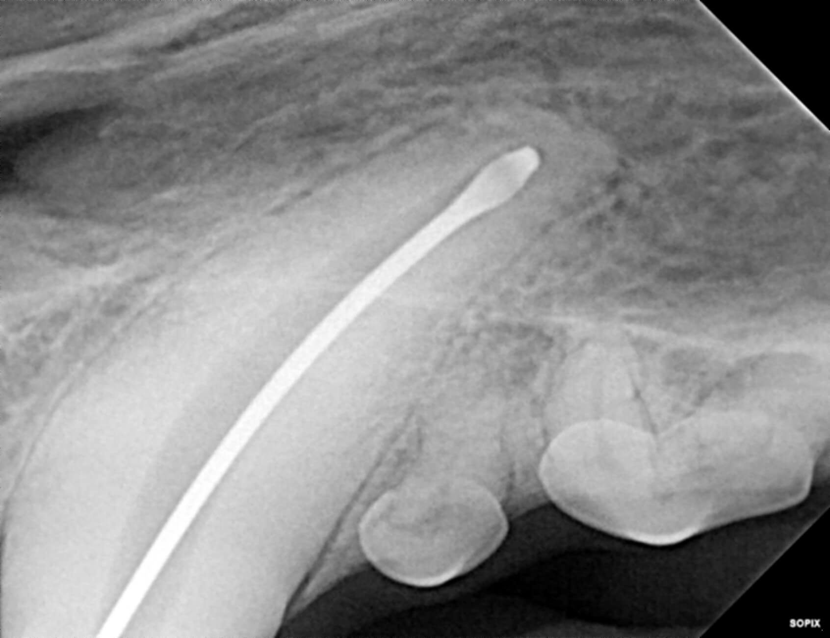 Dog Dental X-Ray Animal Dentistry Referral Services