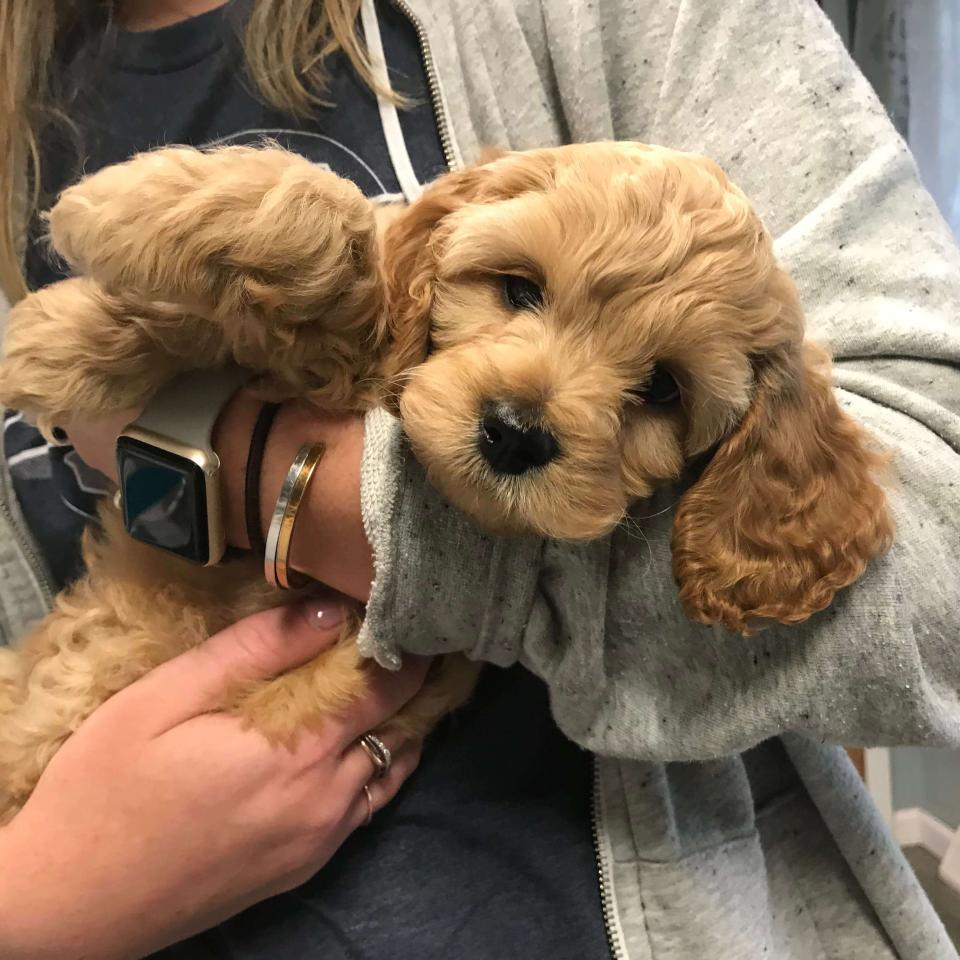 Family Pet Puppy