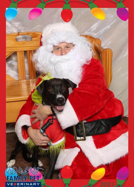 Santa Photo - Pepper