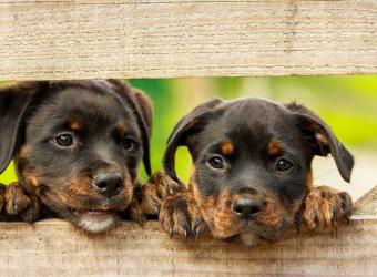 Two Puppies At The Same Time