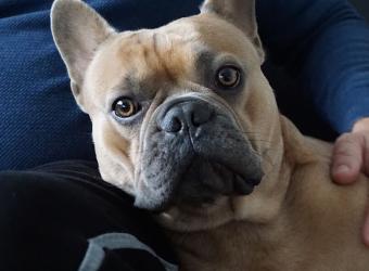 Pets In Homes With Owners With Covid-19