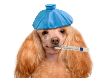 Canine Infectious Respiratory Disease and Keeping Your Dog Protected