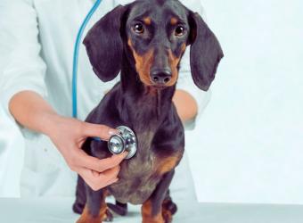 How to Choose Your Veterinarian