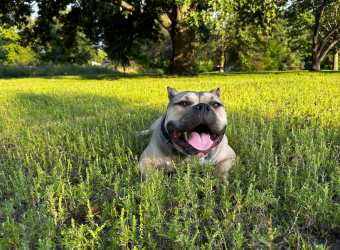 For The Love of Dog, Train Your Dog!