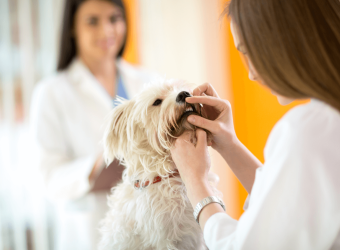 Pet Dental Month: Tips For Caring For Your Dog's Teeth at Home