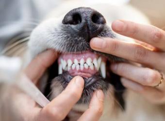 Home Dental Care for Dogs and Cats