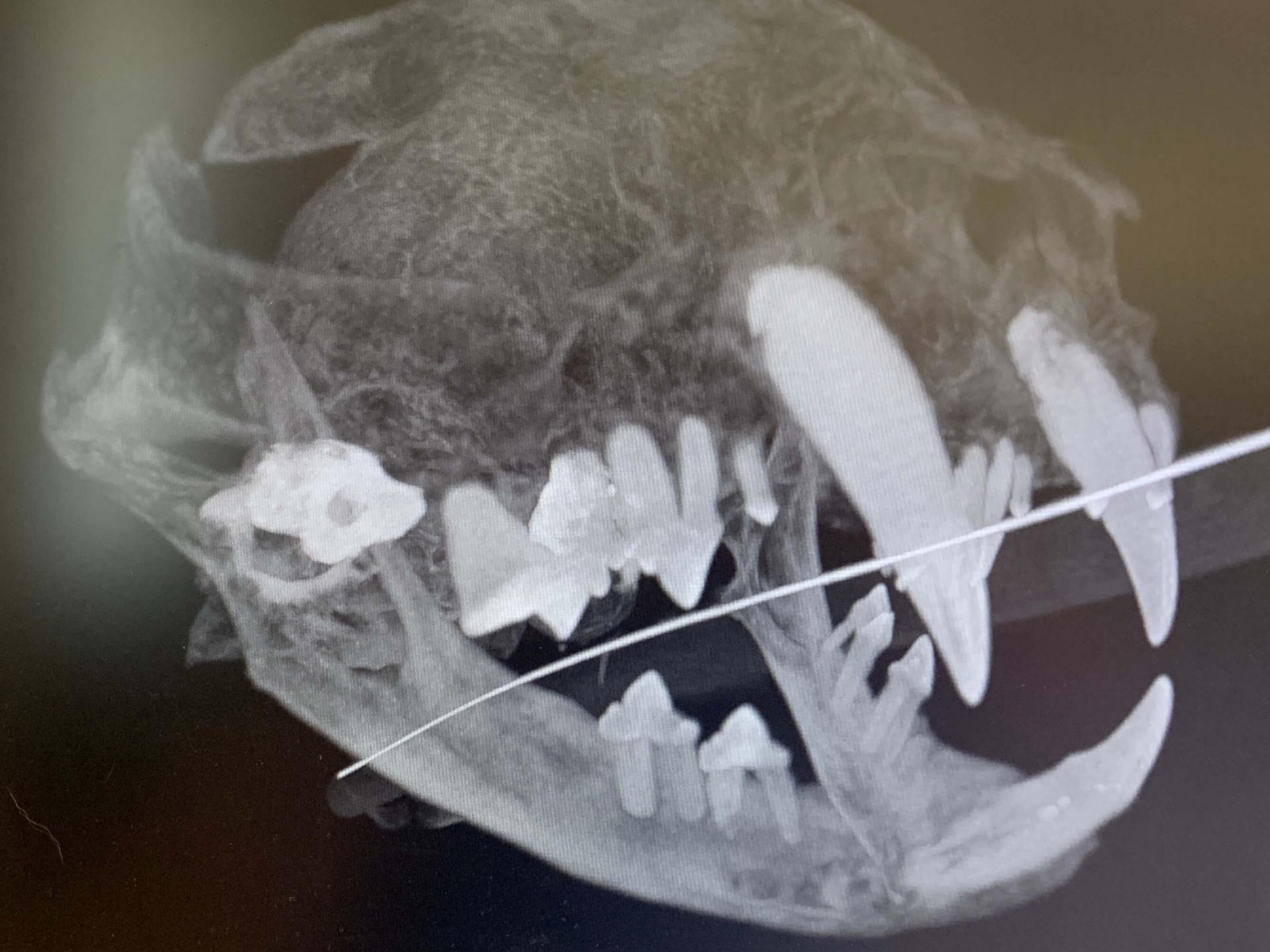 Dental Photos