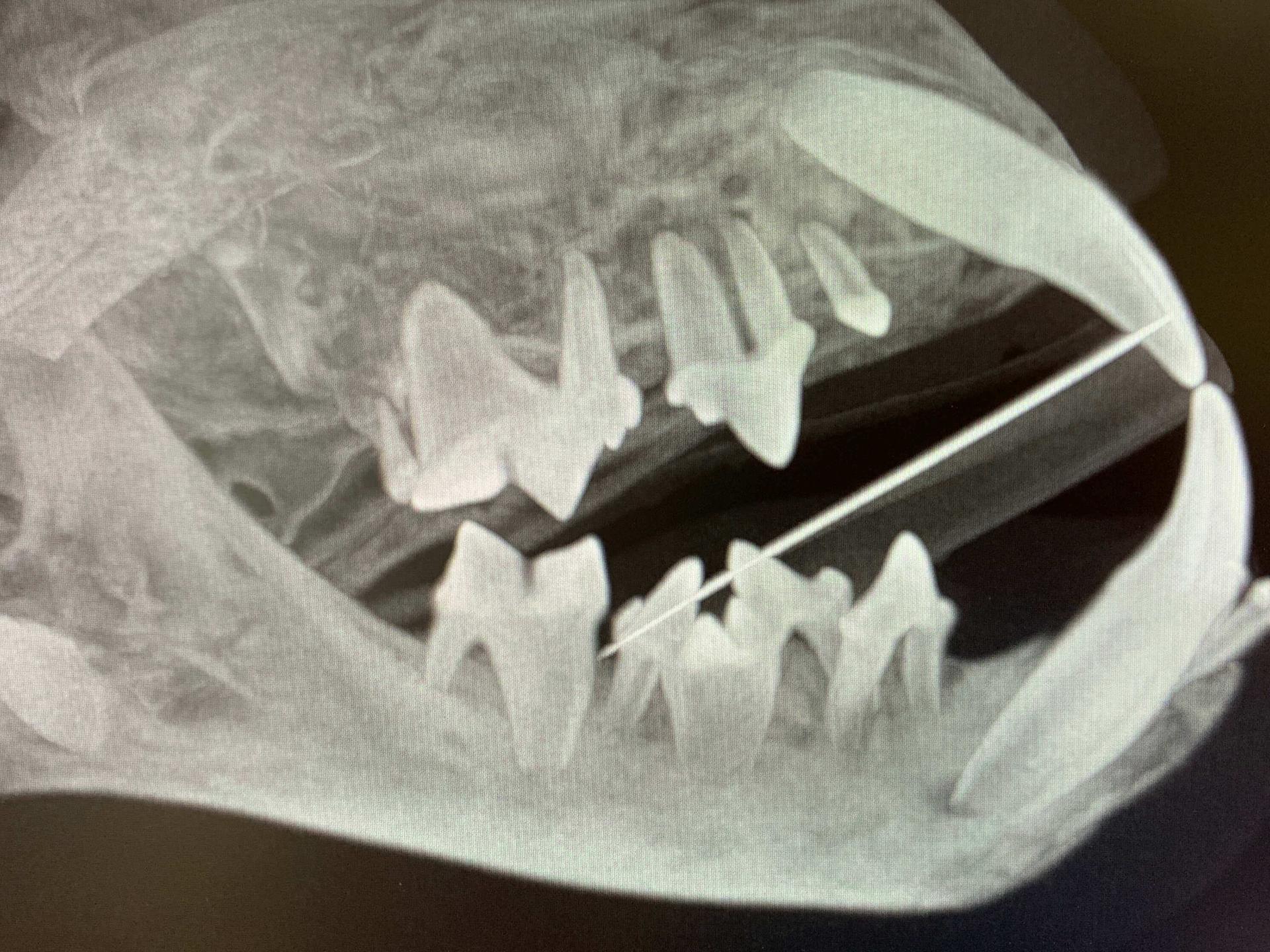 Diagnostic Imaging Photos