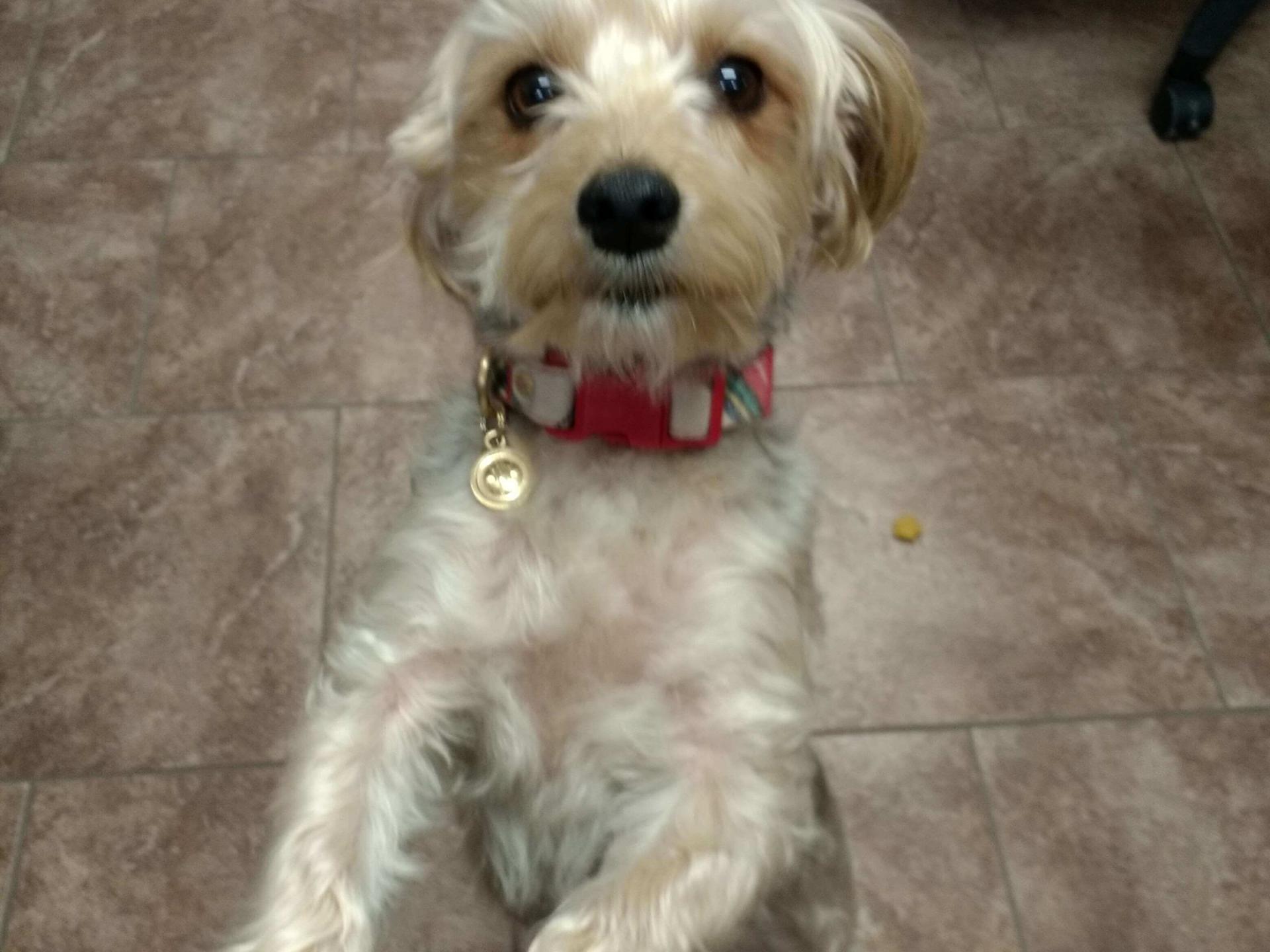 Dog