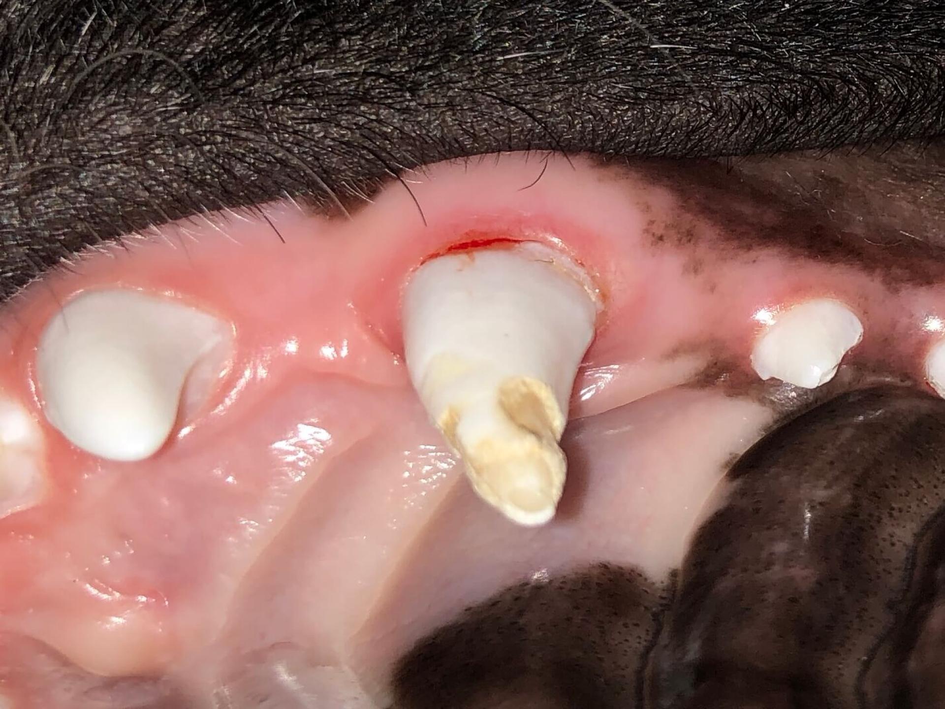 Dental Photos