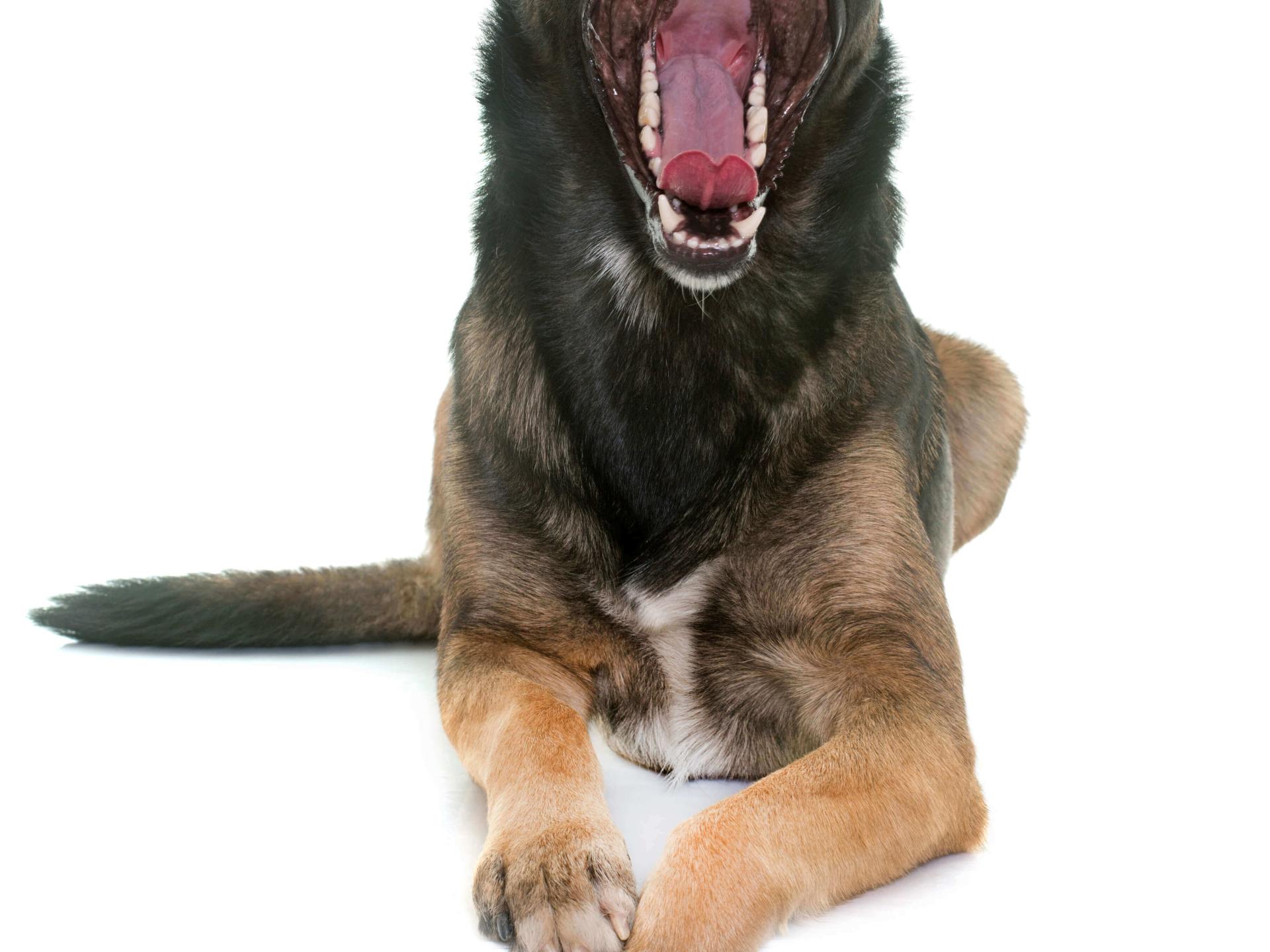 Dental Photos